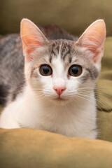 selective focus, little kitten portrait