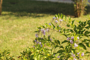Alanya, TURKEY - August 10, 2013: Travel to Turkey. Greenery. Flowers. Plants of Turkey. Palm trees. Foliage, trees