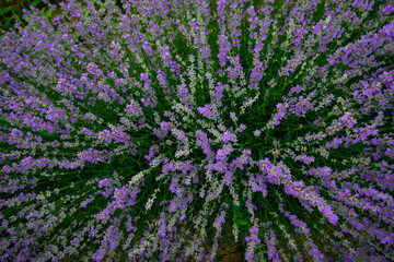 Obraz premium admiring the plain with green grass and purple lavender