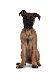 Obraz premium Handsome Boerboel / Malinois crossbreed dog, sitting facing front. Head up, looking at camera with mesmerizing light eyes. Isolated on white background.