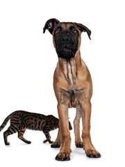Handsome Boerboel / Malinois crossbreed dog, standig facing front. Head up, looking at camera with mesmerizing light eyes. Isolated on white background. Cat photobomb on background.