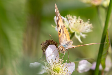 Painted Lady butterfly (Vanessa cardui) feeding from a white bramble flower