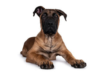 Handsome Boerboel / Malinois crossbreed dog, laying down facing front. Head up, looking at camera with mesmerizing light eyes. Isolated on white background.