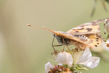 Painted Lady butterfly (Vanessa cardui) feeding from a white bramble flower