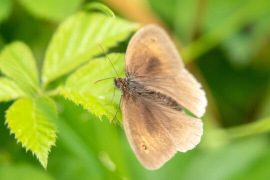 Meadow Brown butterfly (Maniola jurtina) perched on a grass stalk with grass in the background
