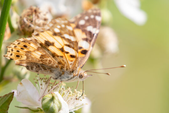 Painted Lady butterfly (Vanessa cardui) feeding from a white bramble flower