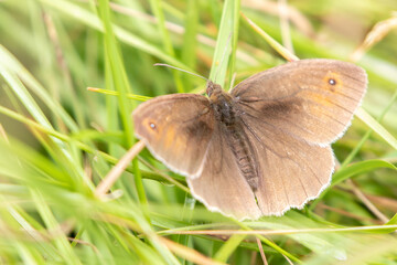 Meadow Brown butterfly (Maniola jurtina) perched on a grass stalk with grass in the background