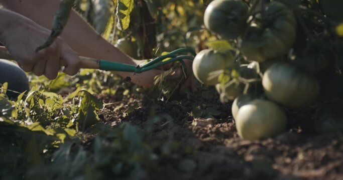 Female gardener farmer worker woman pull weed by hand cultivator rake in tomato organic homegrown vegetable garden beautiful sunlight outdoors green nature unrecognizable close up slow motion