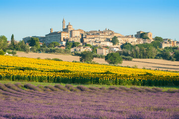 the flowering of sunflowers and lavender