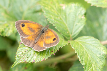 Gate keeper butterfly (Pyronia tithonus) perched on a bramble leaf