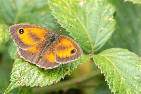 Gate keeper butterfly (Pyronia tithonus) perched on a bramble leaf