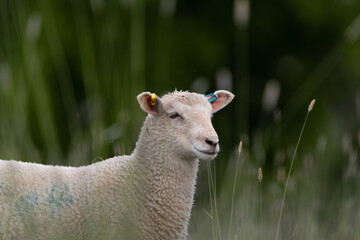 Fototapeta premium sheep in the grass