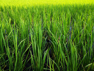 Green rice fields in the rainy season.