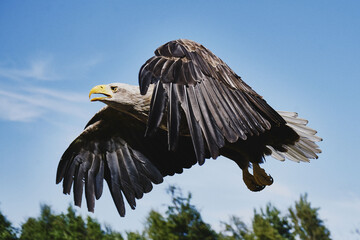 White-tailed Eagle