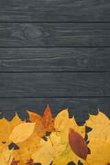 yellow wet autumn leaves on the background a dark old wood