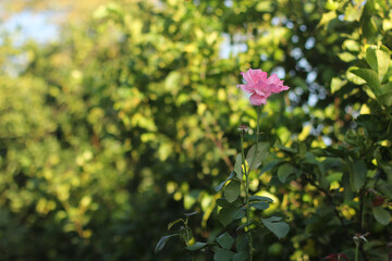 Obraz premium Alanya, TURKEY - August 10, 2013: Travel to Turkey. Greenery. Flowers. Plants of Turkey. Palm trees. Foliage, trees