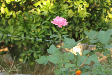 Alanya, TURKEY - August 10, 2013: Travel to Turkey. Greenery. Flowers. Plants of Turkey. Palm trees. Foliage, trees