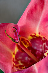 Red Moraea cultivar from South Africa