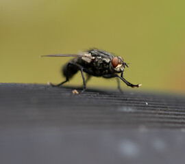 fly 