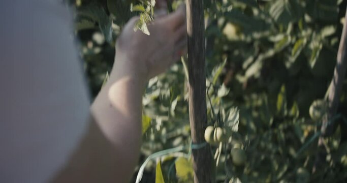 Female gardener farmer worker woman prune remove leaf by hand care in tomato organic homegrown vegetable garden beautiful sunlight outdoors green nature unrecognizable over shoulder close up