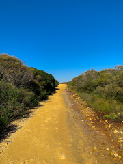 Dirt road in Sydney national park walking track