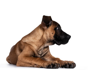 Handsome Boerboel / Malinois crossbreed dog, laying down facing front. Head turned side ways, looking down. Isolated on white background.