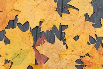 yellow wet autumn leaves on the background a dark old wood