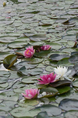 Weiße und pinkfarbene Seerosen, Lotosblätter und Schilfgras im Teich