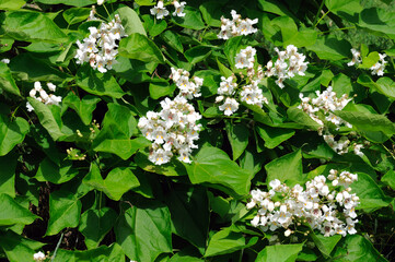 white sycamore flowers surrounded by green sycamore leaves on a tree