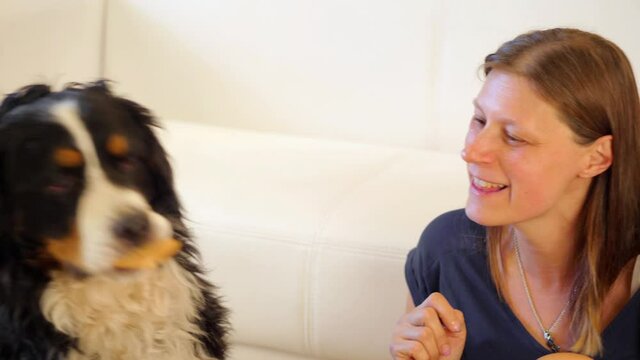 bernese mountain dog receives a biscuits from her owner. 