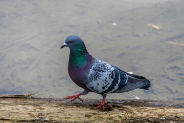 A rock dove (or common pigeon) walking