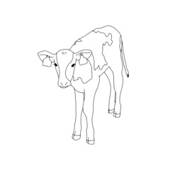 calf, cow, zodiac, illustration
