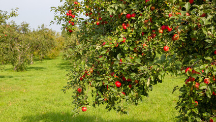 Beautiful, delicious, red apples in the branches. Ecological farm. Latvia