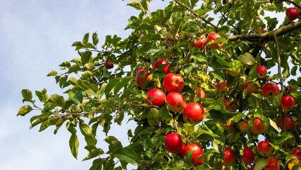 Beautiful, delicious, red apples in the branches. Ecological farm. Latvia