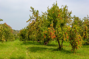 Fototapeta na wymiar A view of the beautiful apple garden where the apple crop is preparing. Sunny early autumn day. Ecological farm