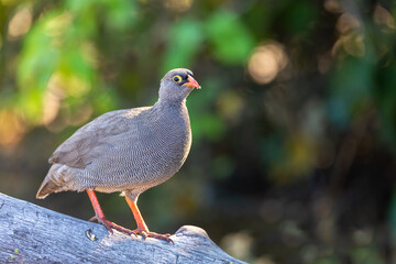 red-billed spurfowl (Pternistis adspersus)also known as the red-billed francolin in chobe, Botswana Africa safari wildlife