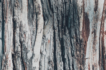 dry tree bark texture and background, nature vintage concept