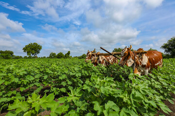 Indian farmer working with bull at his cotton field