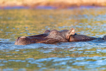 Obraz premium Hippo Hippopotamus Hippopotamus. Chobe National Park, Botswana. True wildlife photography