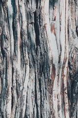 dry tree bark texture and background, nature vintage concept