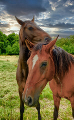 A close up of two brown horses standing on a lush green field. High quality photo