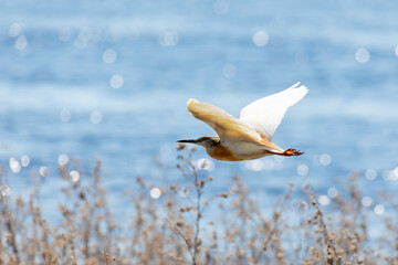 bird Squacco Heron (Ardeola ralloides) flying over Chobe river, Chobe National Park, Botswana wildlife