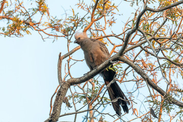 Grey Go-away-bird (Corythaixoides concolor), Nambwa National Park, Caprivi Strip, Namibia Africa wildlife