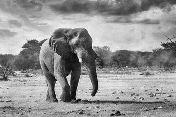BW photo of majestic African Elephant walking to waterhole in Etosha National Park, Namibia africa safari wildlife