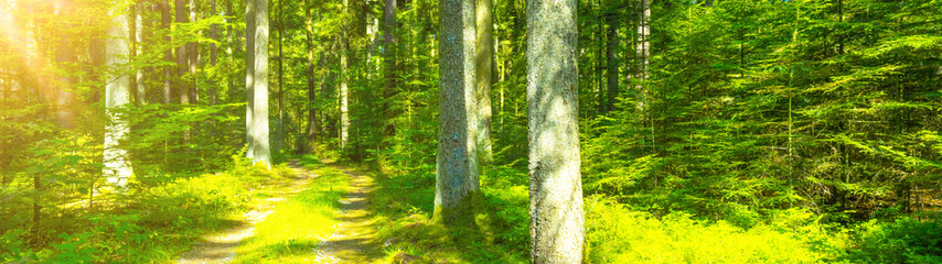 
Forest landscape background banner wide panoramic panorama -Trees and mossy forest floor in spring / summer with bright sun shining through the trees ( Black Forest )