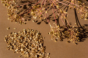 Garden dry dill bunches and dill seeds on a monochrome background. Food, spices, horticulture