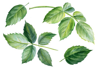 Set with rose leaves. Watercolor hand painted, isolated objects on white background