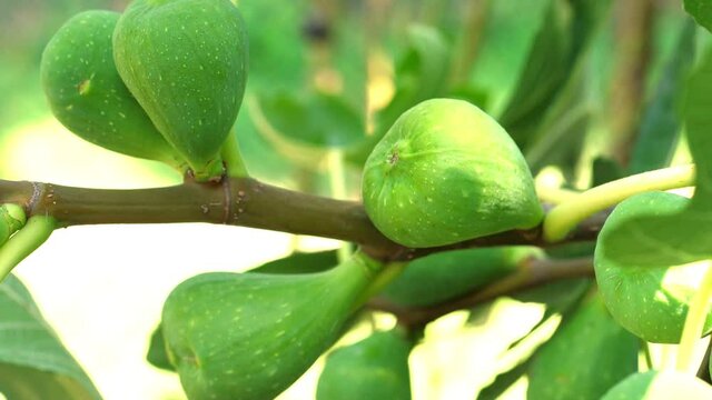 fig plant in the garden in a summer day