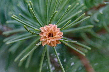 Close up of young pine branch with brown cones. Macro photography