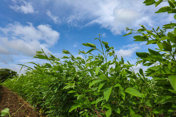Pigeon pea crop field with blue sky in the background